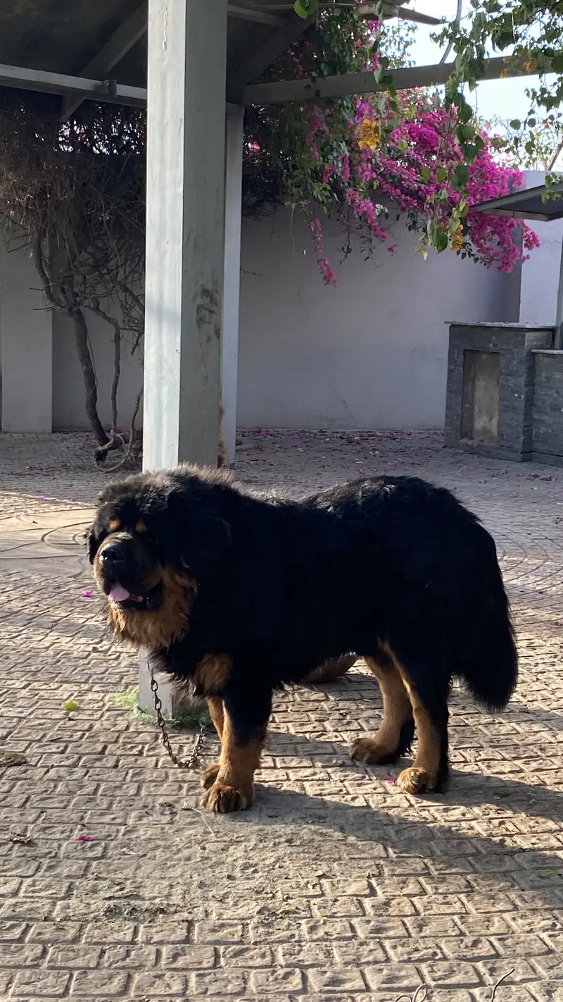 Tibetan mastiff and bakharwal mix — photo 9