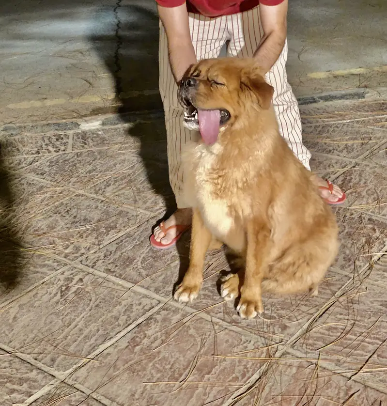 Tibetan mastiff and bakharwal mix — photo 10