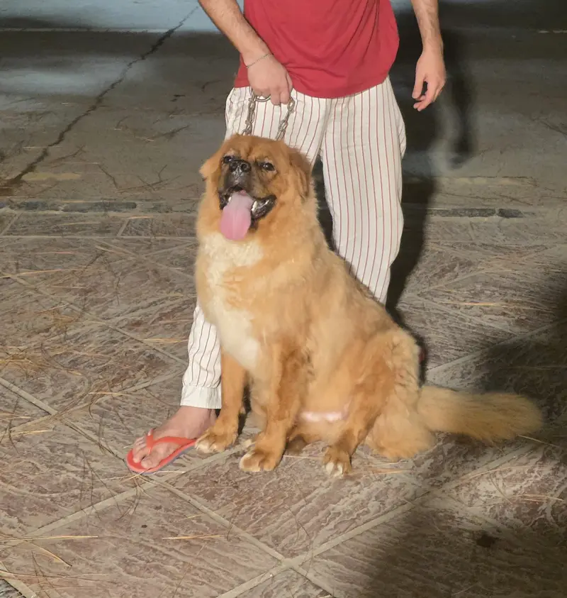 Tibetan mastiff and bakharwal mix — photo 11