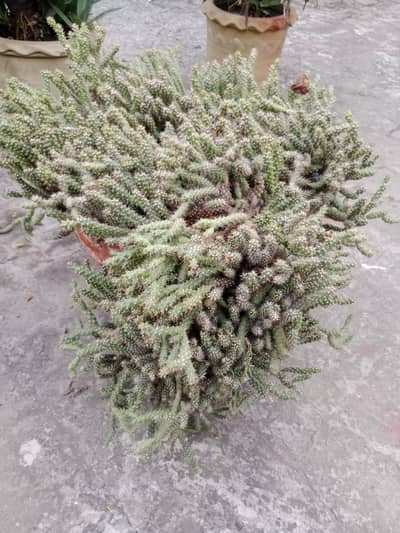 Cactus for sale