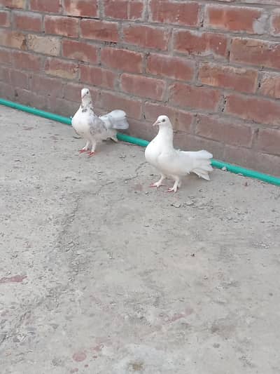 piegons for sale