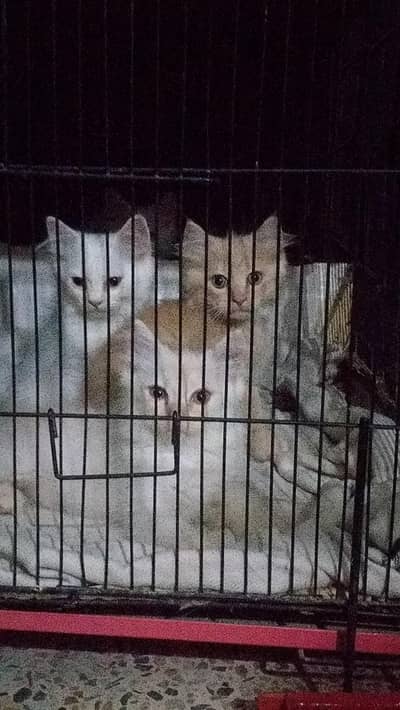 persian kitten