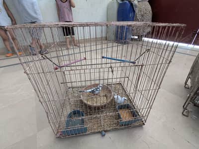 پرندے برائ فروخت انتہائی سستے گھر کے رکھے ہوئے بما پنجروں کے