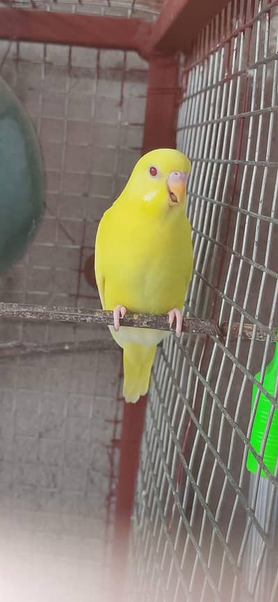 Lutino Red Eye Female Exchange Possible