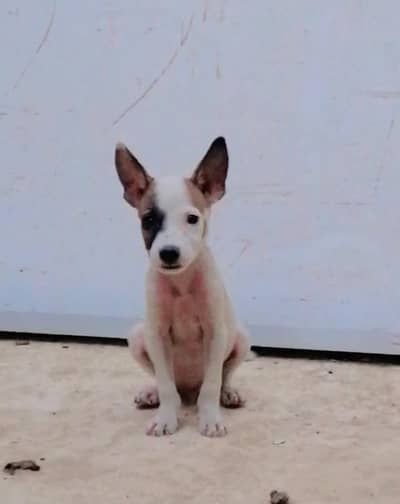 gultair male puppy