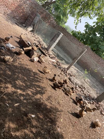 Khaki camel Ducks and eggs for sale