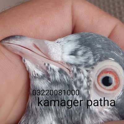 kamager dub waly