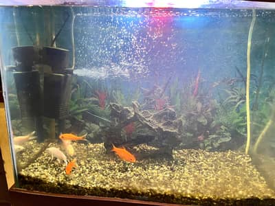 Fish Aqaurrium