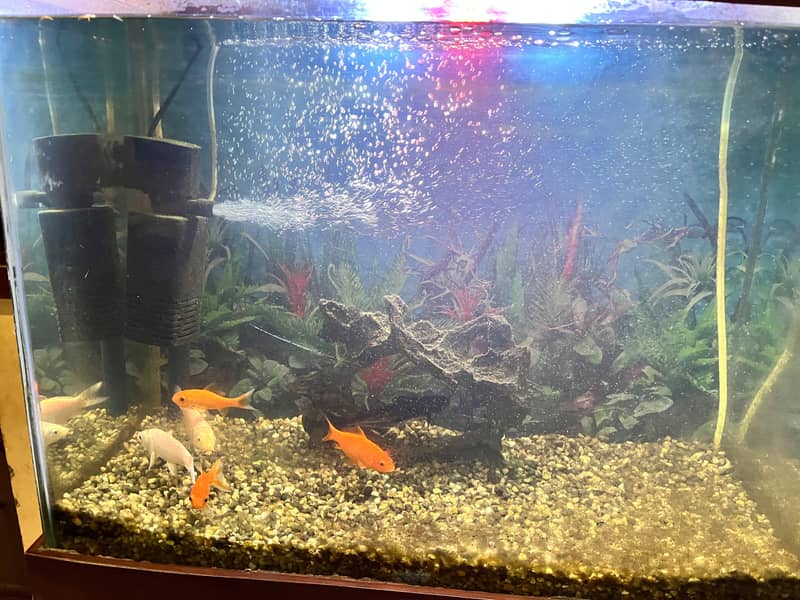 Fish Aqaurrium 0
