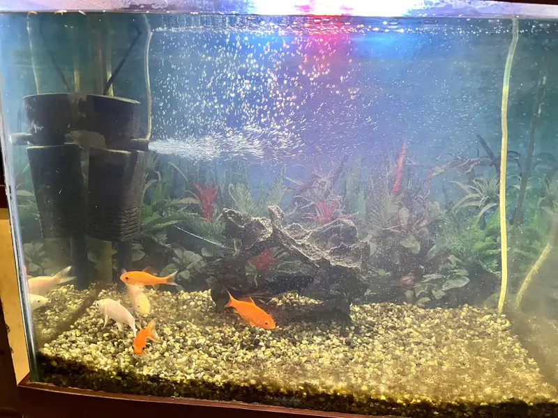 Fish Aqaurrium