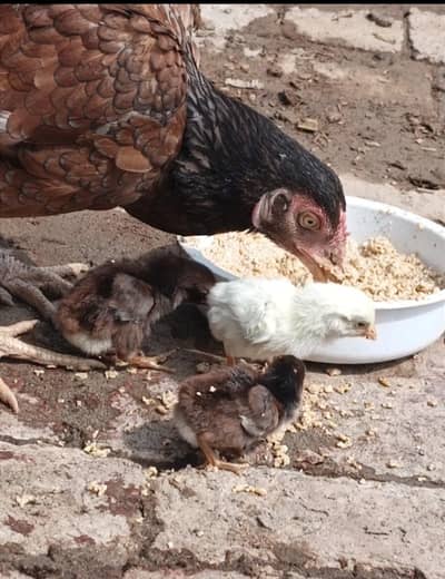 3 chicks