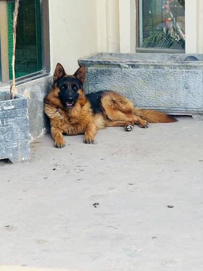 German shepherd Avbl for stud