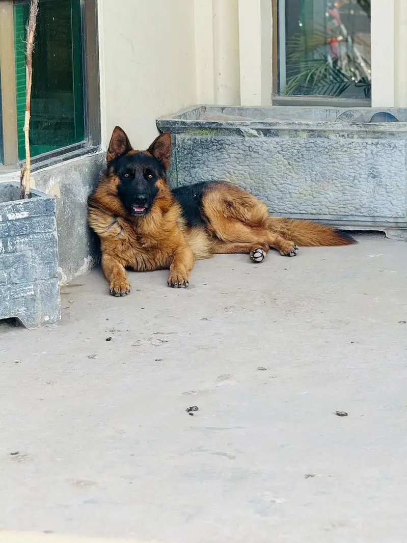 German shepherd Avbl for stud