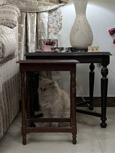 Persian Cat for sale