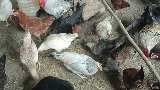golden misri desi hens for sale