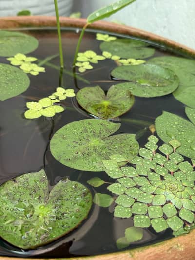 Aquatic Plants & Fishes