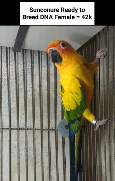 Sunconure | Lovebirds