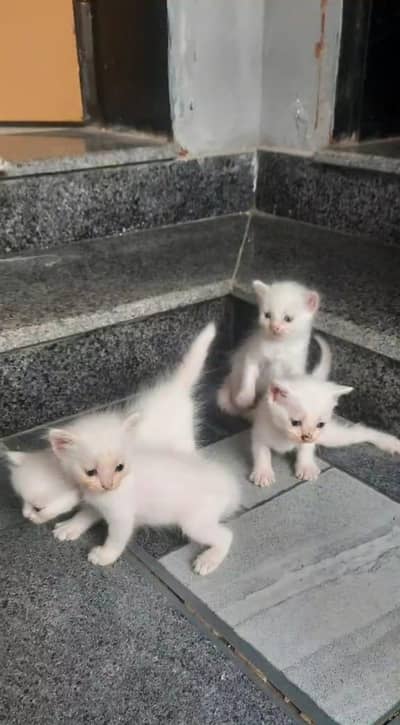 Persian cat kitten
