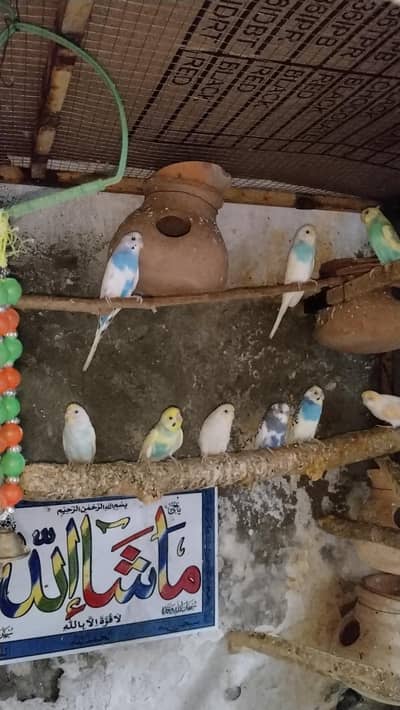 Vip Budgies Pair