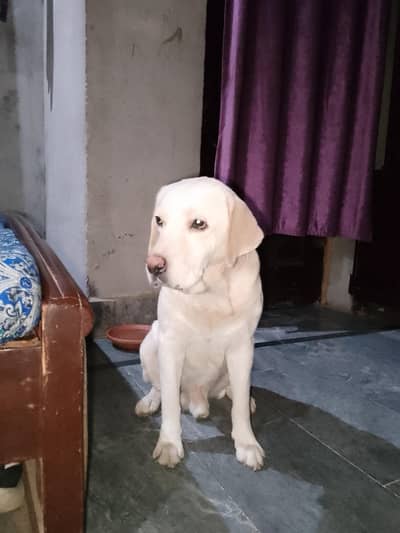 Labrador dog for sale