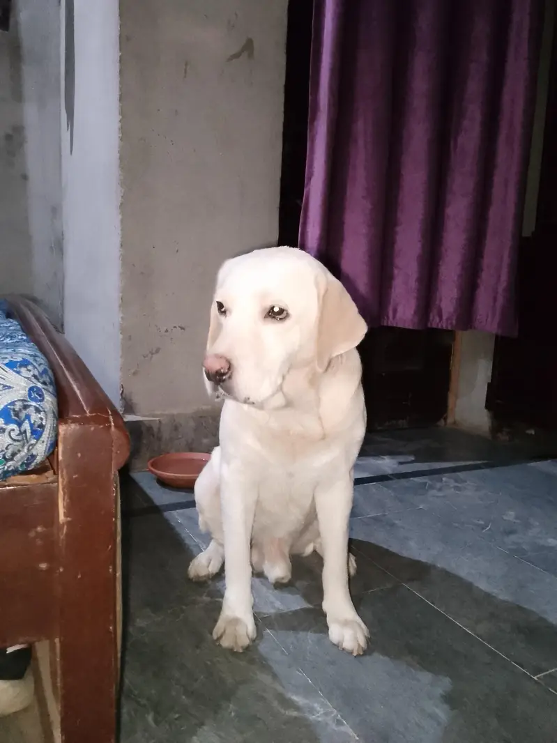 Labrador dog for sale