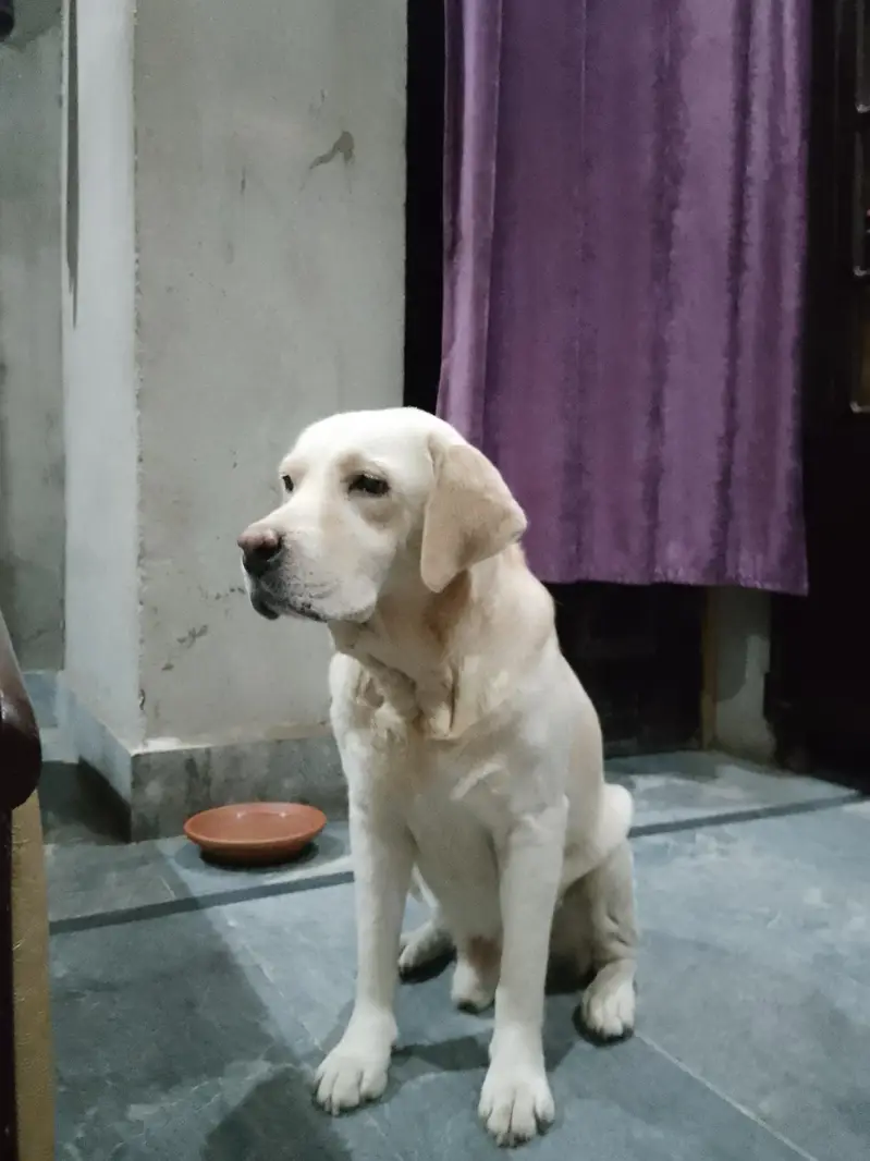 Labrador dog for sale — photo 2