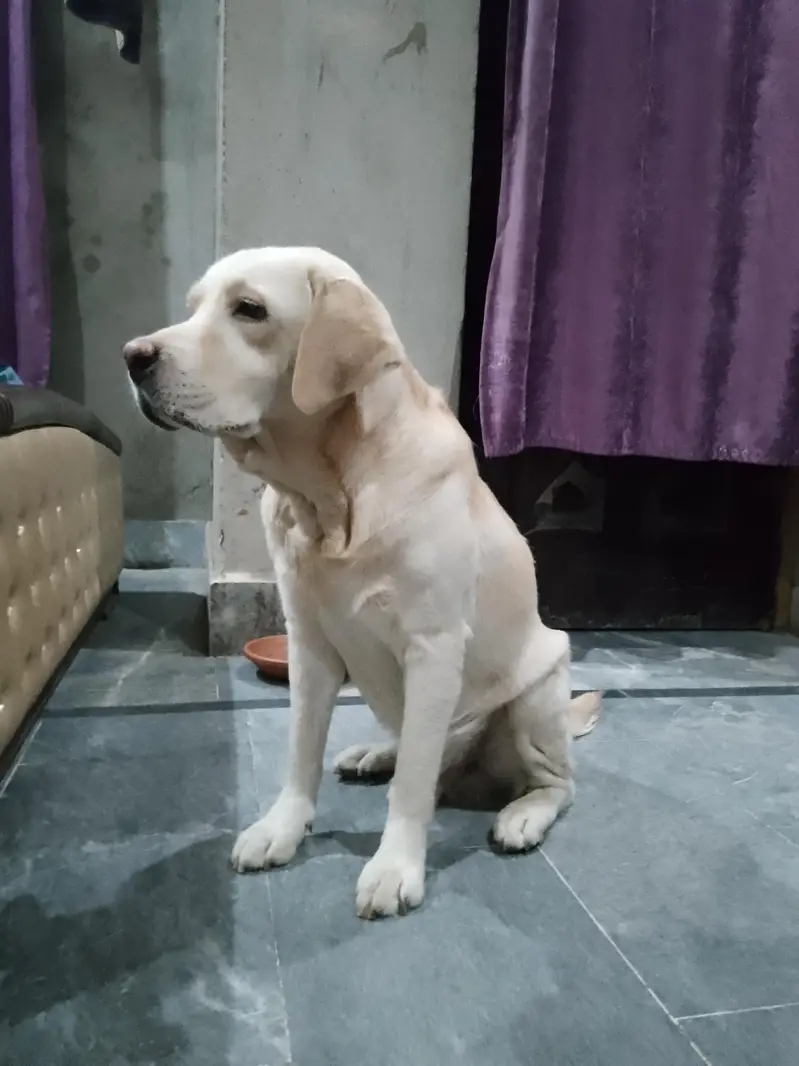 Labrador dog for sale — photo 3
