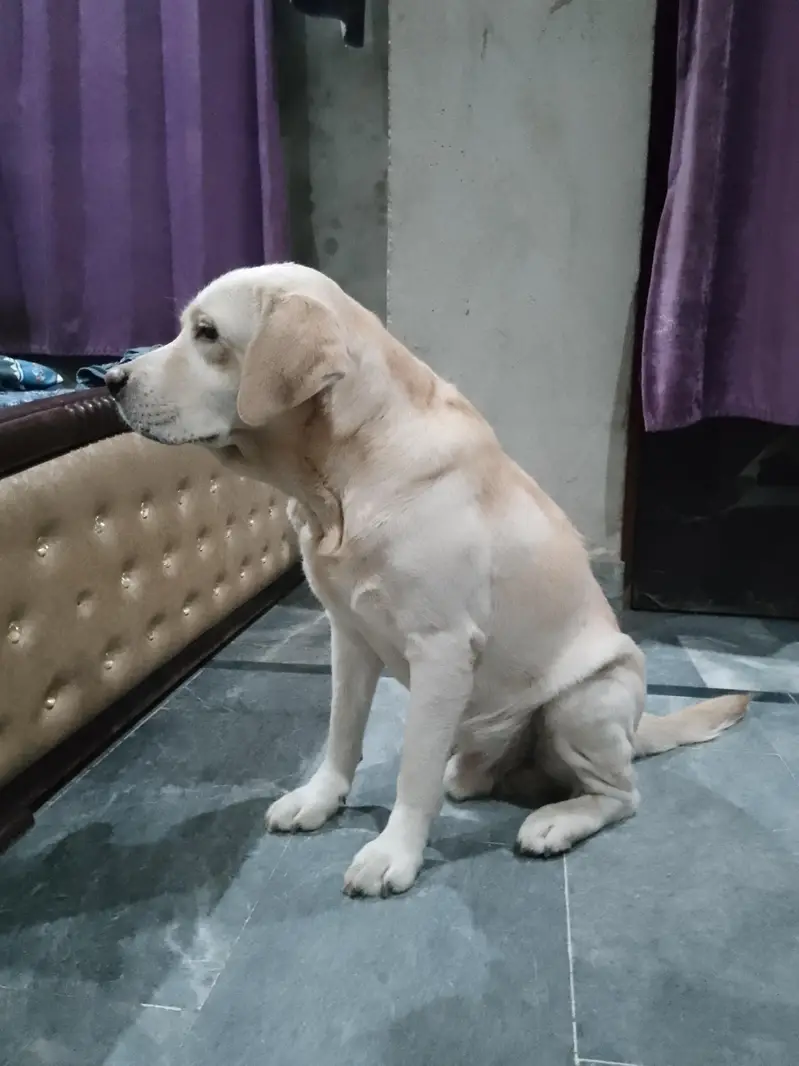 Labrador dog for sale — photo 4