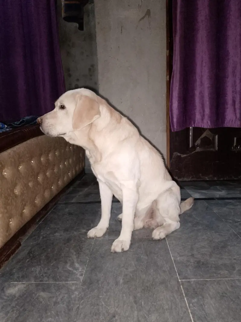 Labrador dog for sale — photo 5