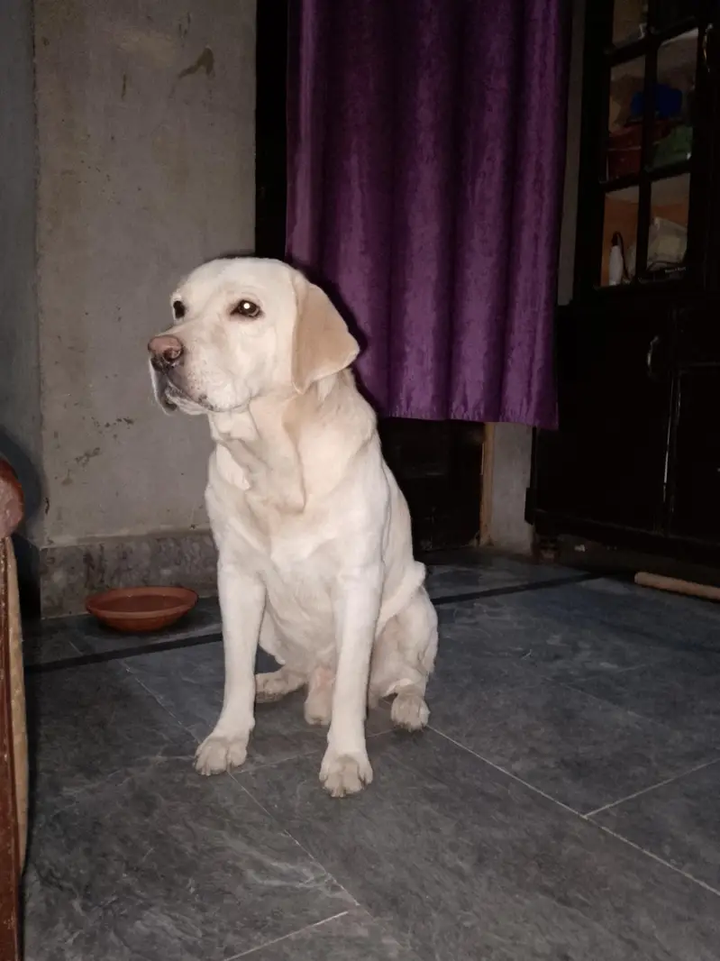 Labrador dog for sale — photo 6