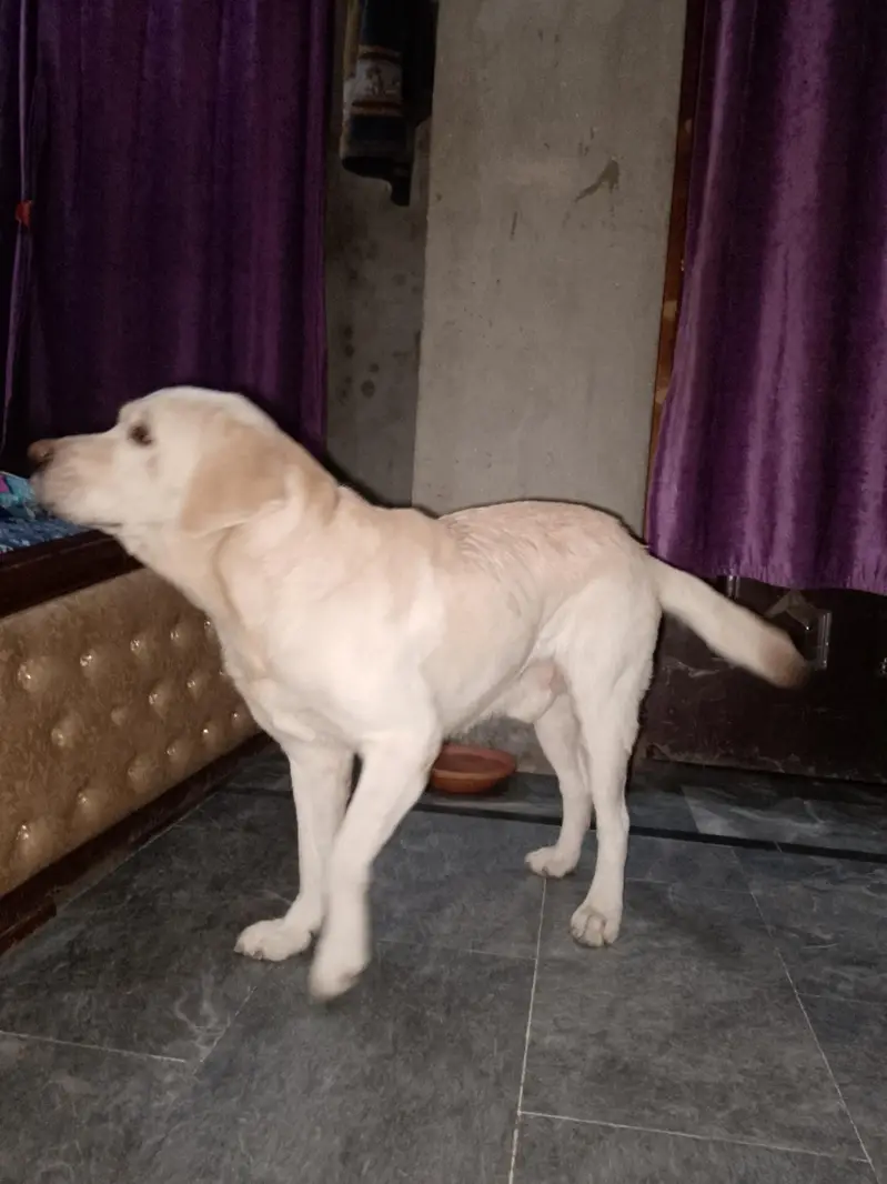 Labrador dog for sale — photo 7