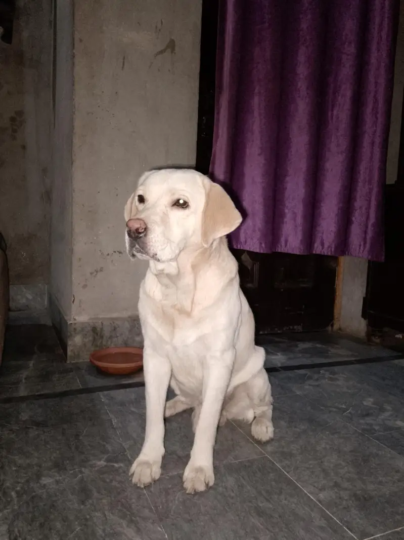 Labrador dog for sale — photo 8