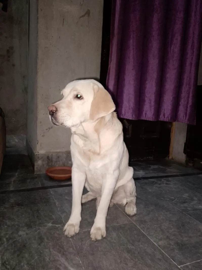 Labrador dog for sale — photo 9