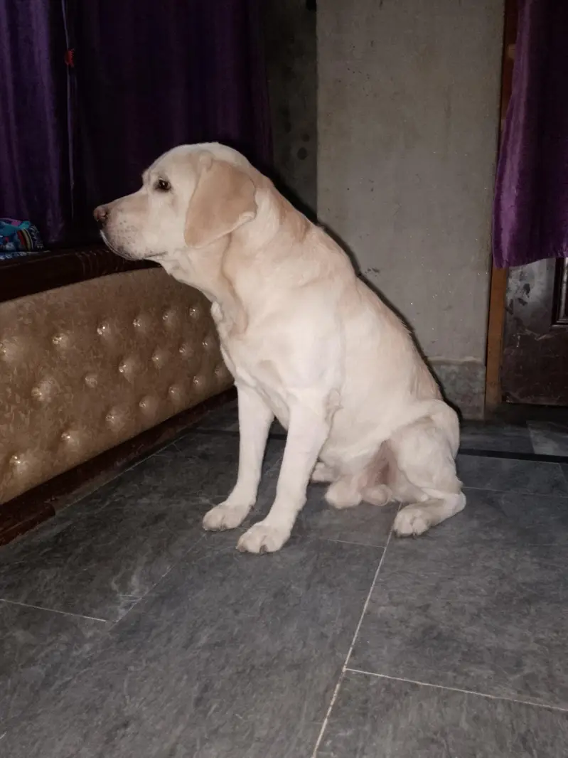 Labrador dog for sale — photo 10
