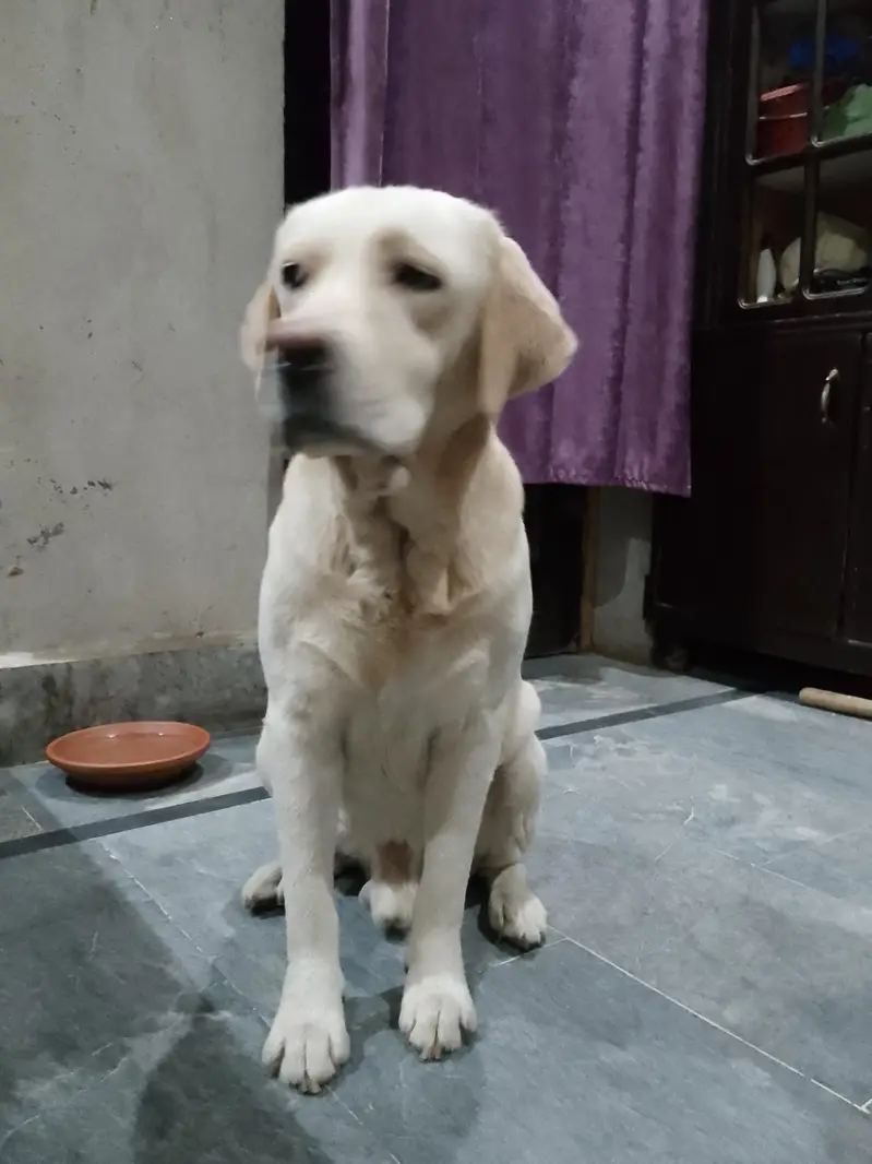 Labrador dog for sale — photo 11