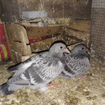 Pigeon Chicks For Sale