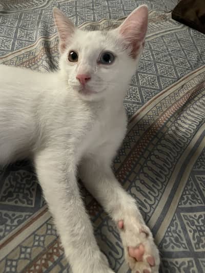 Beautiful Healthy Cat for Sale