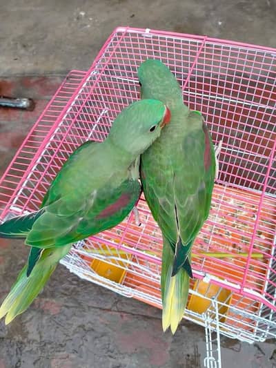 Kashmiri Raw Chicks Pair Male Female Hand Team