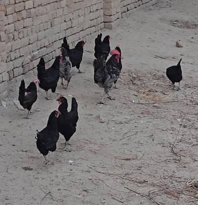 Austrolop hens