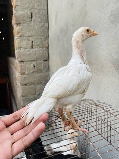 Heera Chicks Paper white