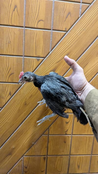 porcelain bantam