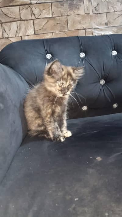 Russian cat
