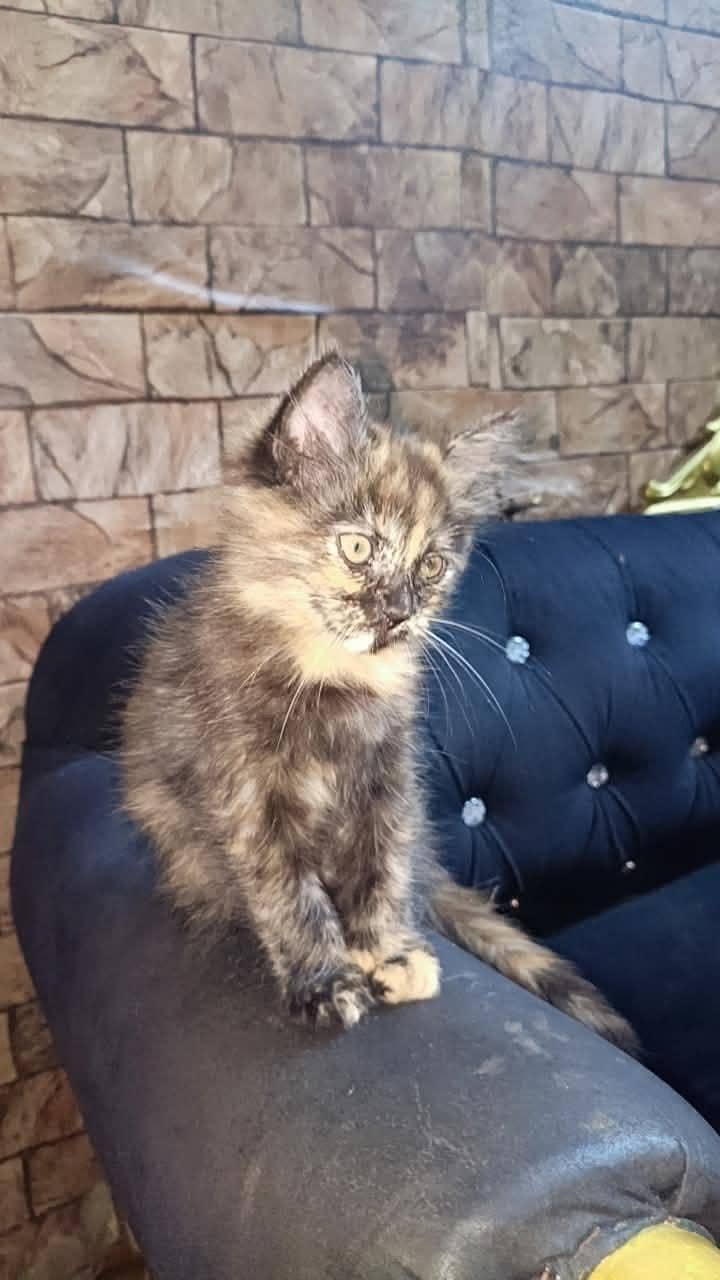 Russian cat 1