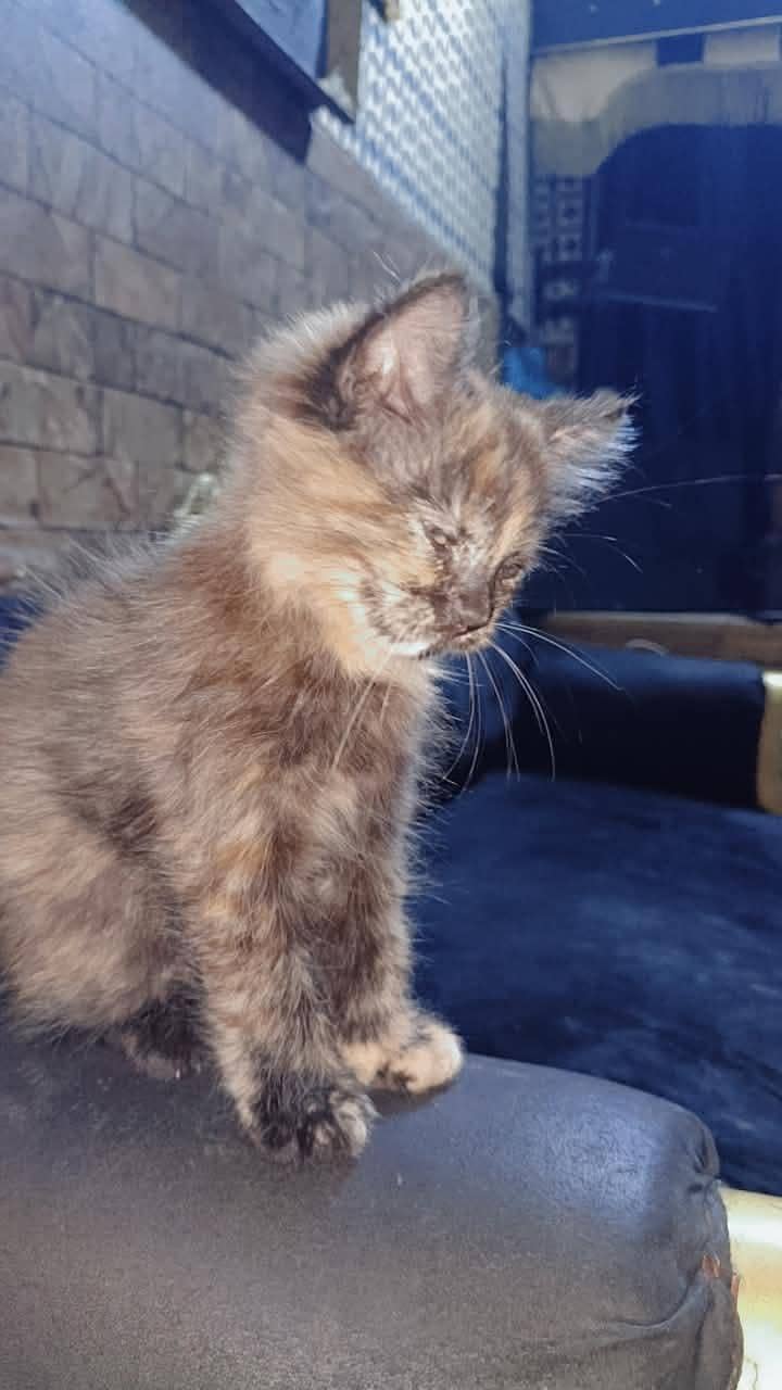 Russian cat 2