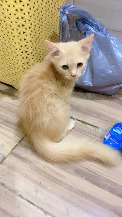 persian cat 3 coated brown colour 03257203304