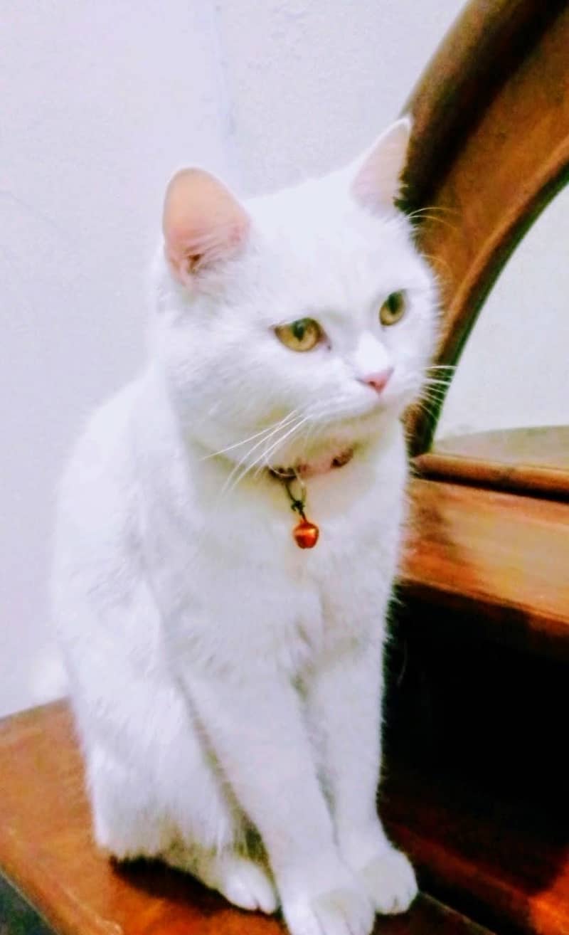 Russian cat 0