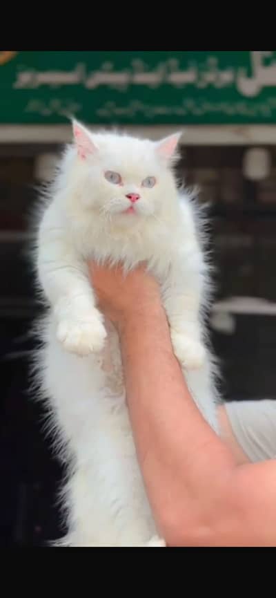 Beautiful Female Persian Cat – Dora
