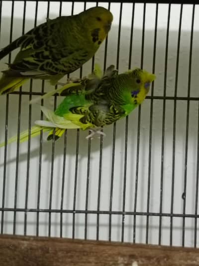 Hogo Double Flower king Size Male & Under Exi Female