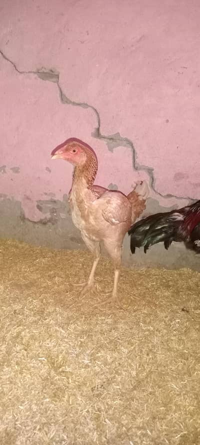 aseel mianwali barder pair for sale