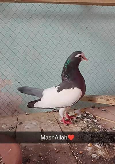 sabz khal lal khal kasani khal